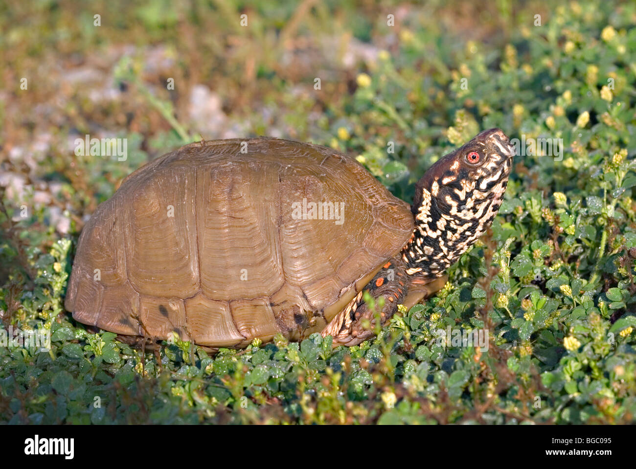 Drei-toed Kasten-Schildkröte Stockfoto