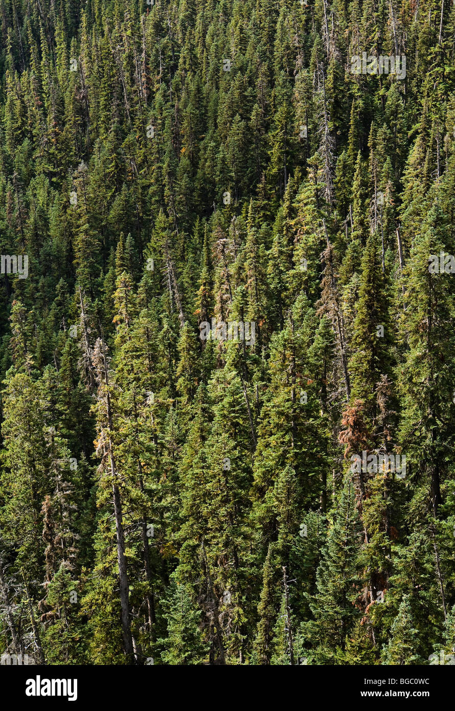Nadelholz sub-alpinen Wald in der Nähe von Washington Pass in den North Cascades Washington, USA. Stockfoto