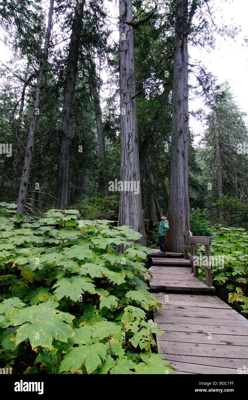 Kind auf dem riesigen Zedern Boardwalk, Mount Revelstoke National Park, Britisch-Kolumbien, Kanada Stockfoto