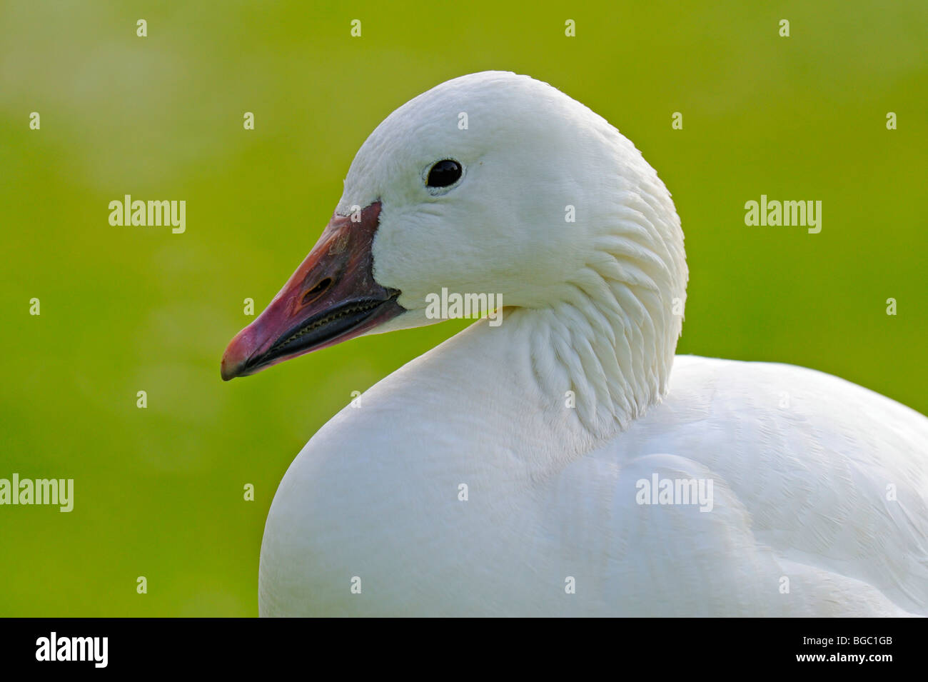 Heimischen Gänse (Anser Anser F. Domestica) Stockfoto