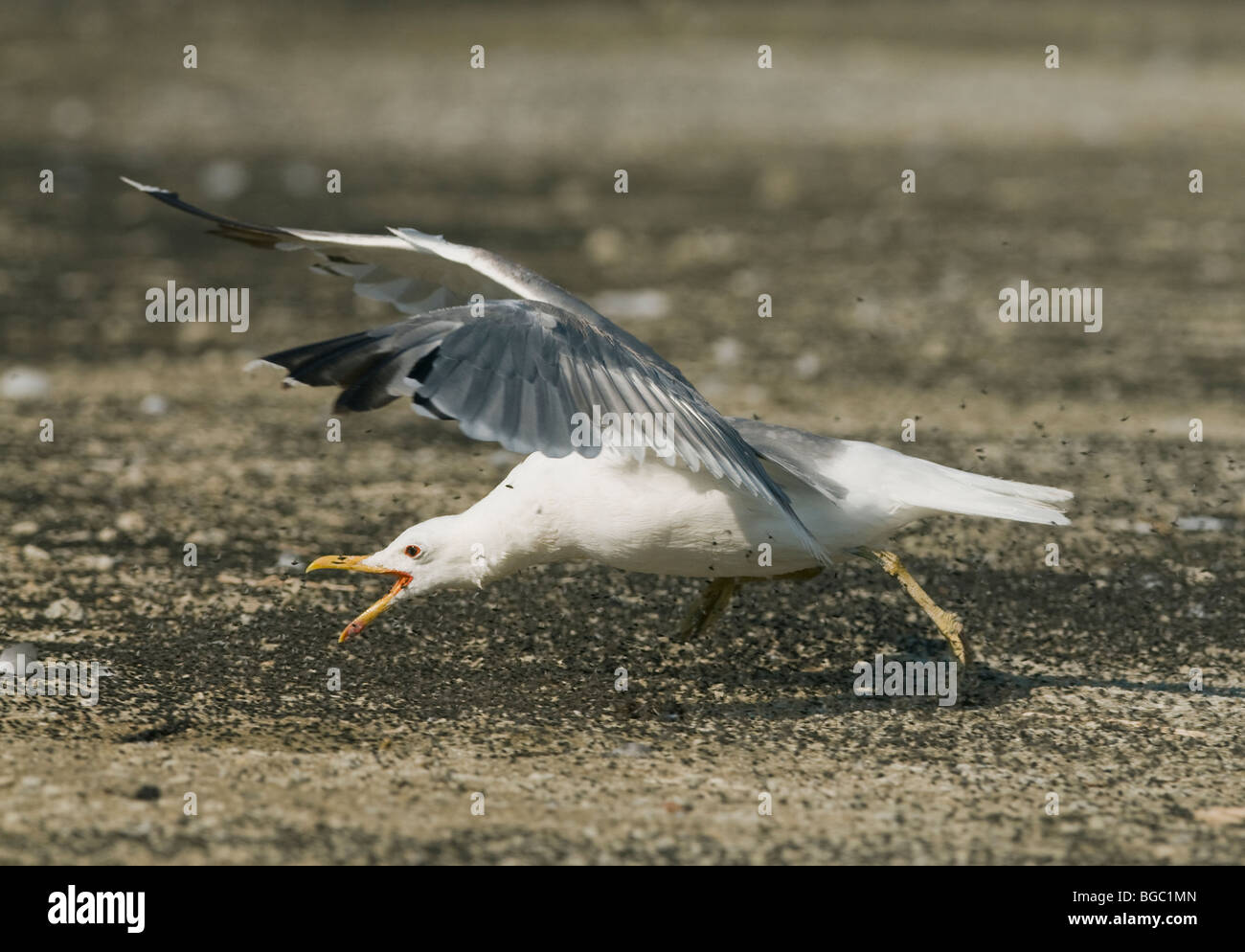 Kalifornien Gull (Larus Californianus) Essen Alkali fliegen, Mono Lake, Kalifornien Stockfoto
