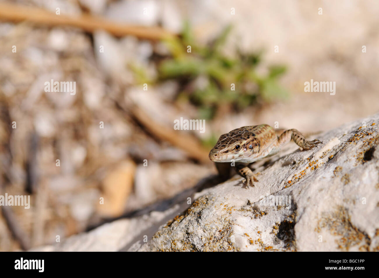 Eidechse, Portinatx, Ibiza, Kiefer-Inseln, Balearen, Spanien, Europa Stockfoto