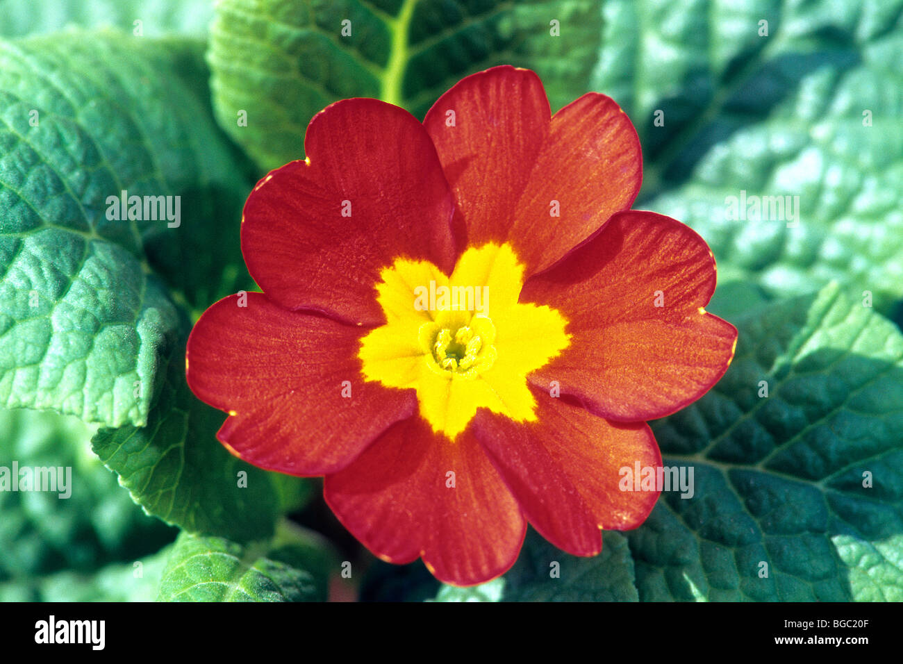 Garten Primel (Primula Acaulis-Hybrid, Primula Vulgaris-Hybrid), rote Blume. Stockfoto