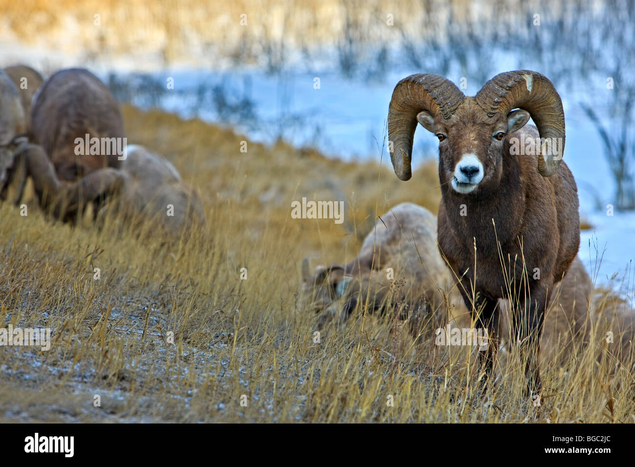 Ovis Canadensis, Bighorn Schafe weiden auf Rasen entlang der Yellowhead Highway, Jasper Nationalpark, Kanadische Rocky Mountains, A Stockfoto