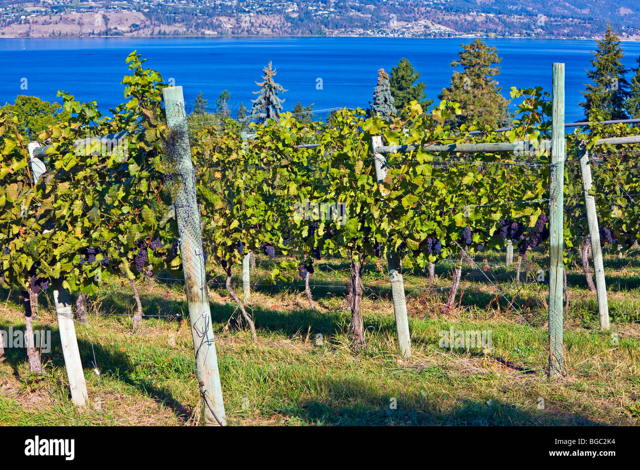 Reihen von Weinreben in Summerhill Pyramid Winery, eine zertifizierte Bio-Weinberg, Kelowna, Okanagan, British Columbia, Kanada. Stockfoto