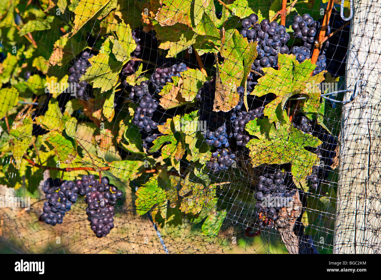Trauben wachsen auf Weinreben in Summerhill Pyramid Winery, eine zertifizierte Bio-Weinberg, Kelowna, Okanagan, British Columbia, Ca Stockfoto