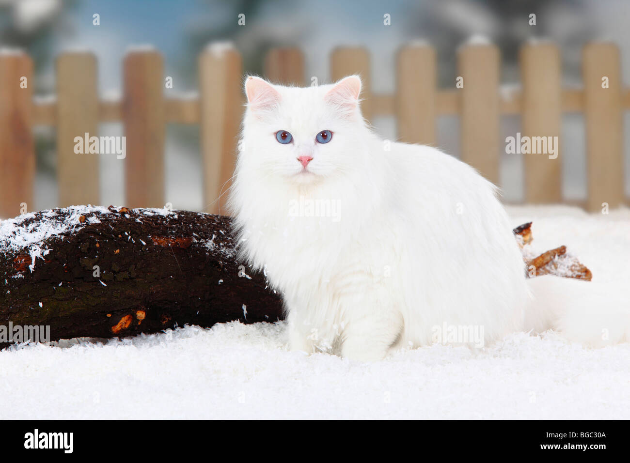 Sibirische Waldkatze, weiß / Sibirische Katze, Sibirien Stockfoto