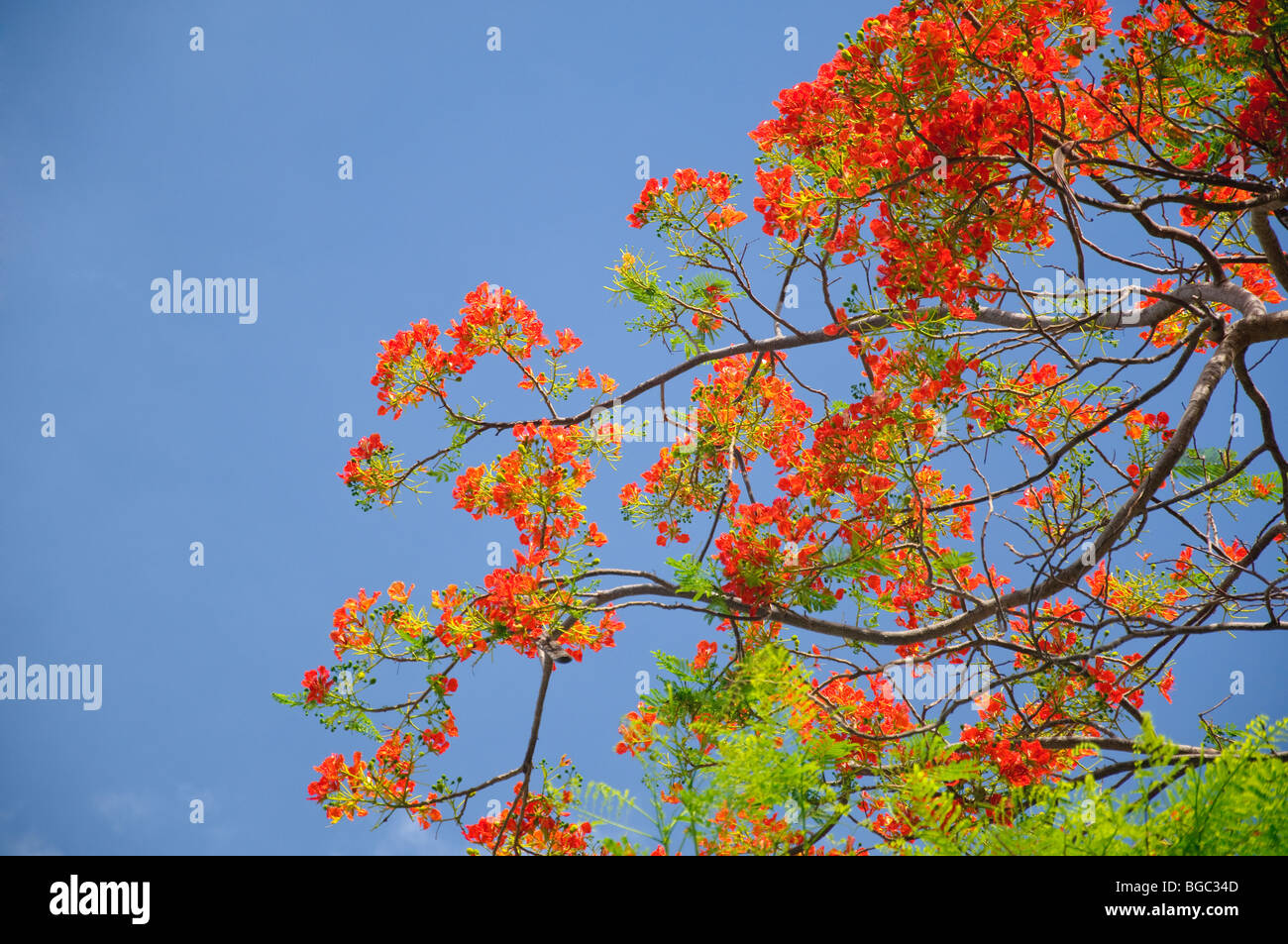 Royal Poinciana, Flamme Baum, Thailand. Stockfoto