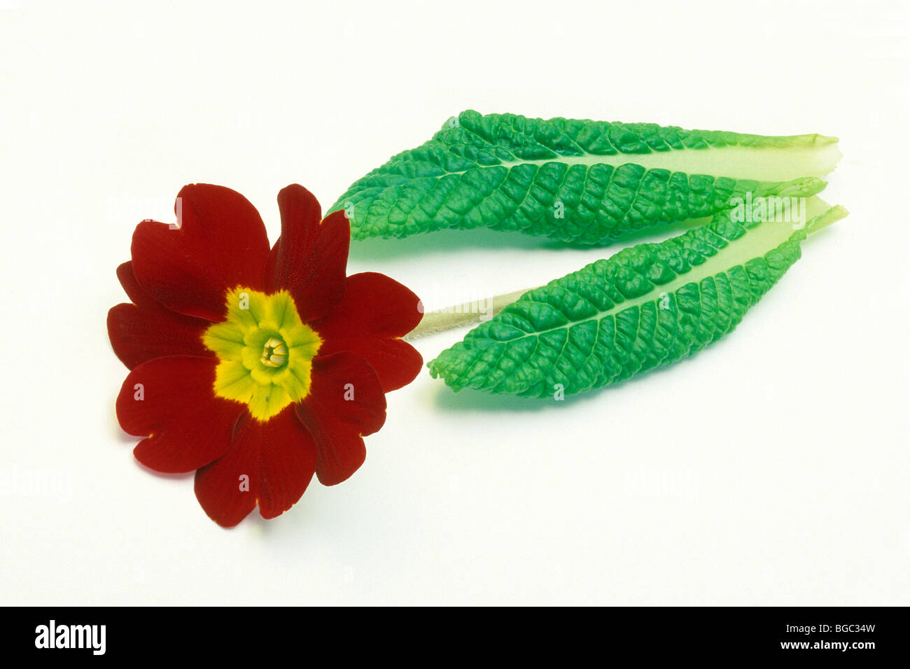 Garten Primel (Primula Acaulis-Hybrid, Primula Vulgaris-Hybrid), rote Blüte mit Blättern, Studio Bild. Stockfoto