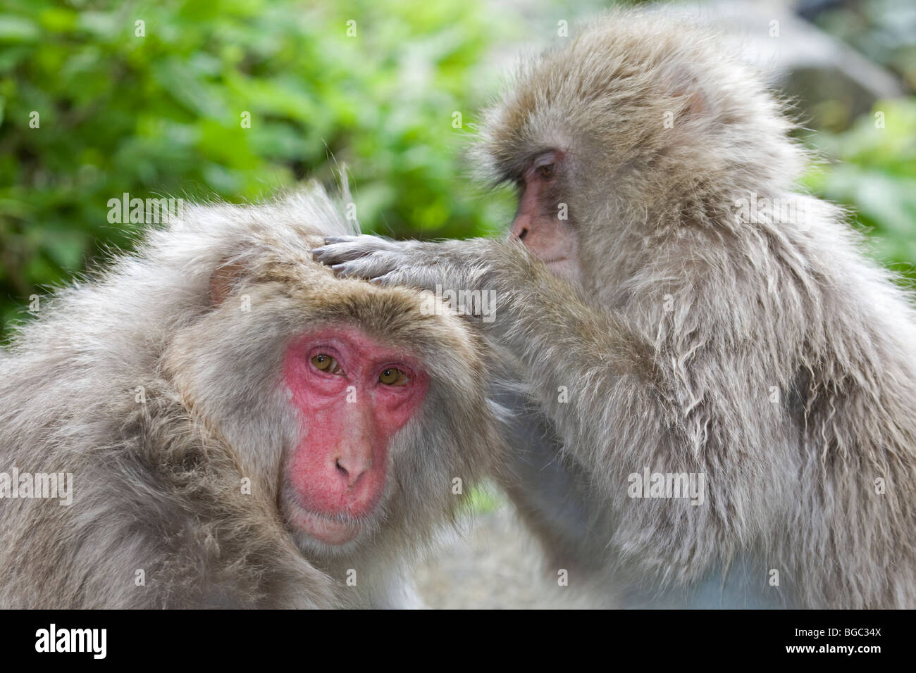 Wilde japanische Makaken (Macaca fuscata), die den Kopf eines anderen Affen im Wald pflegen, mit Nahaufnahme des Gesichts. Jigokudani Monkey Park, Japan Stockfoto