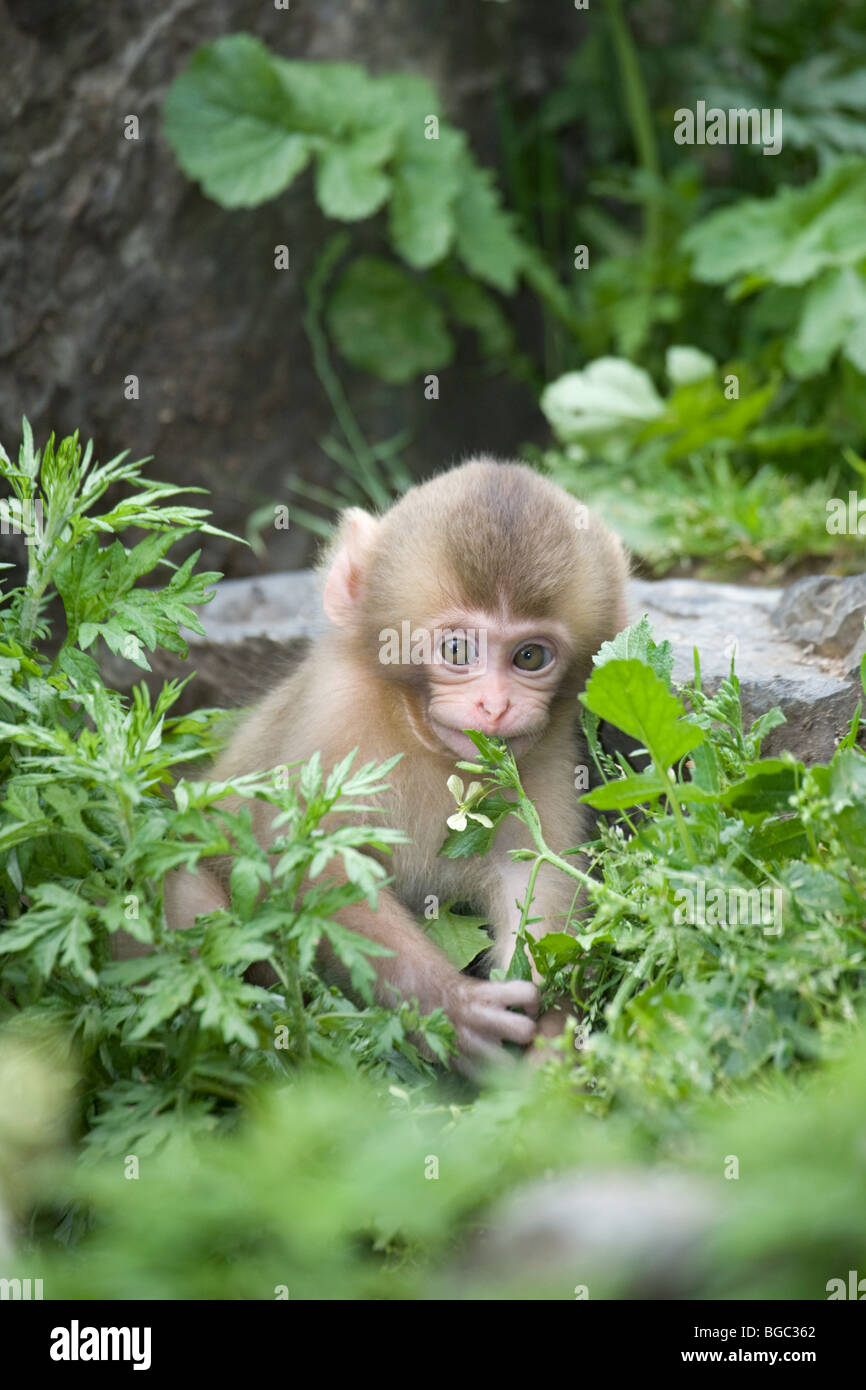 Wildes japanisches Makaken-Baby spielt mit Frühlingsblumen im Wald im Jigokudani Monkey Park auf Honshu Island, Japan. (Macaca fuscata) Stockfoto