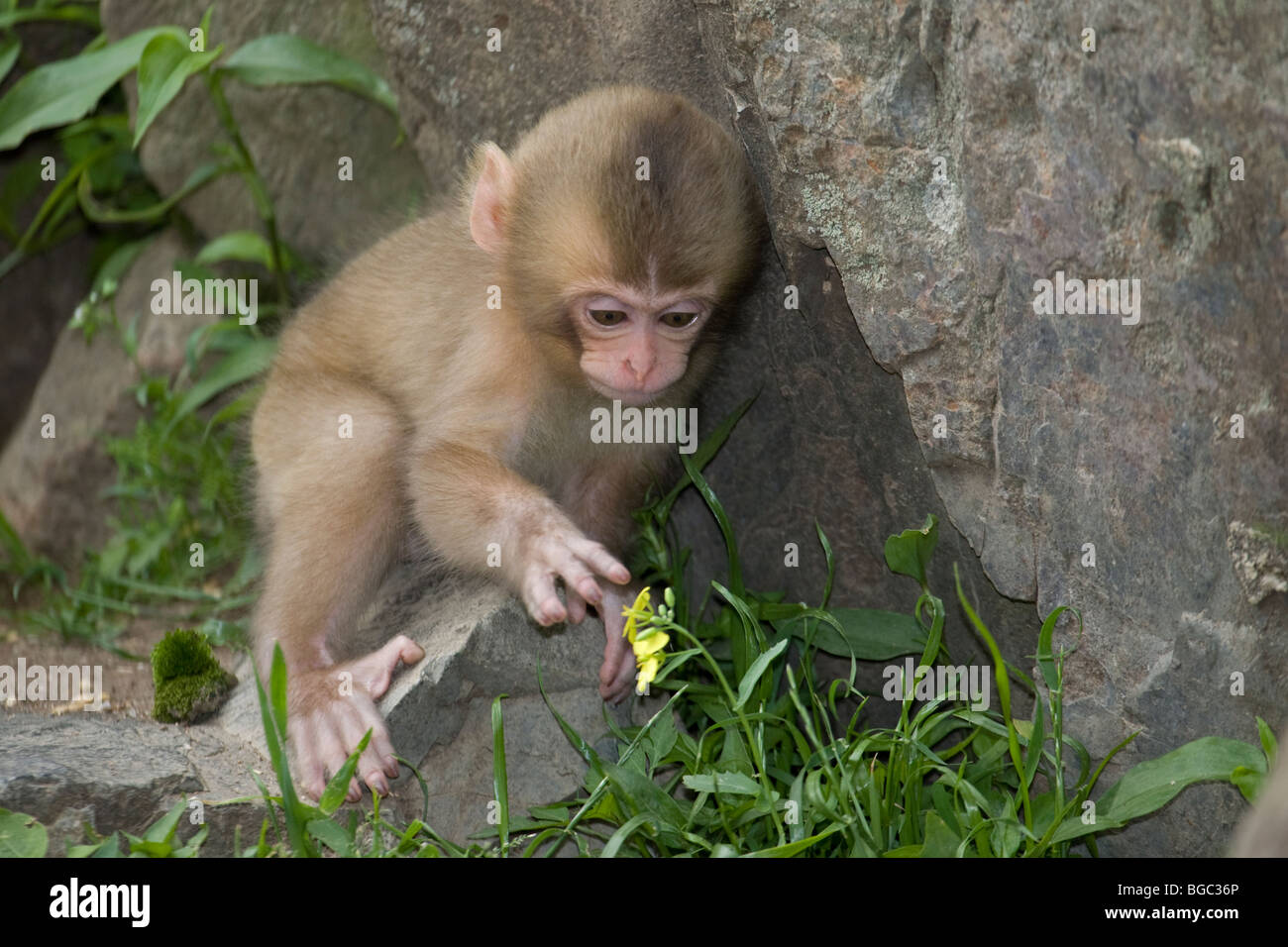 Wildes japanisches Makakenbaby (Macaca fuscata), das in Richtung einer Frühlingsblume im Jigokudani Monkey Park auf Honshu Island, Japan, greift Stockfoto