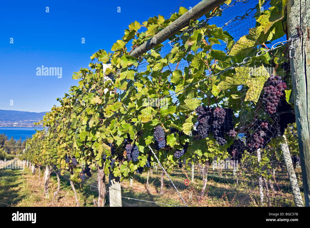 Trauben wachsen auf Weinreben in Summerhill Pyramid Winery, eine zertifizierte Bio-Weinberg, Kelowna, Okanagan, British Columbia, Ca Stockfoto