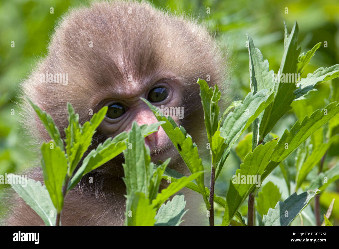 Japanischen Makaken (Macaca Fuscata) spähte durch Werk verlässt Stockfoto