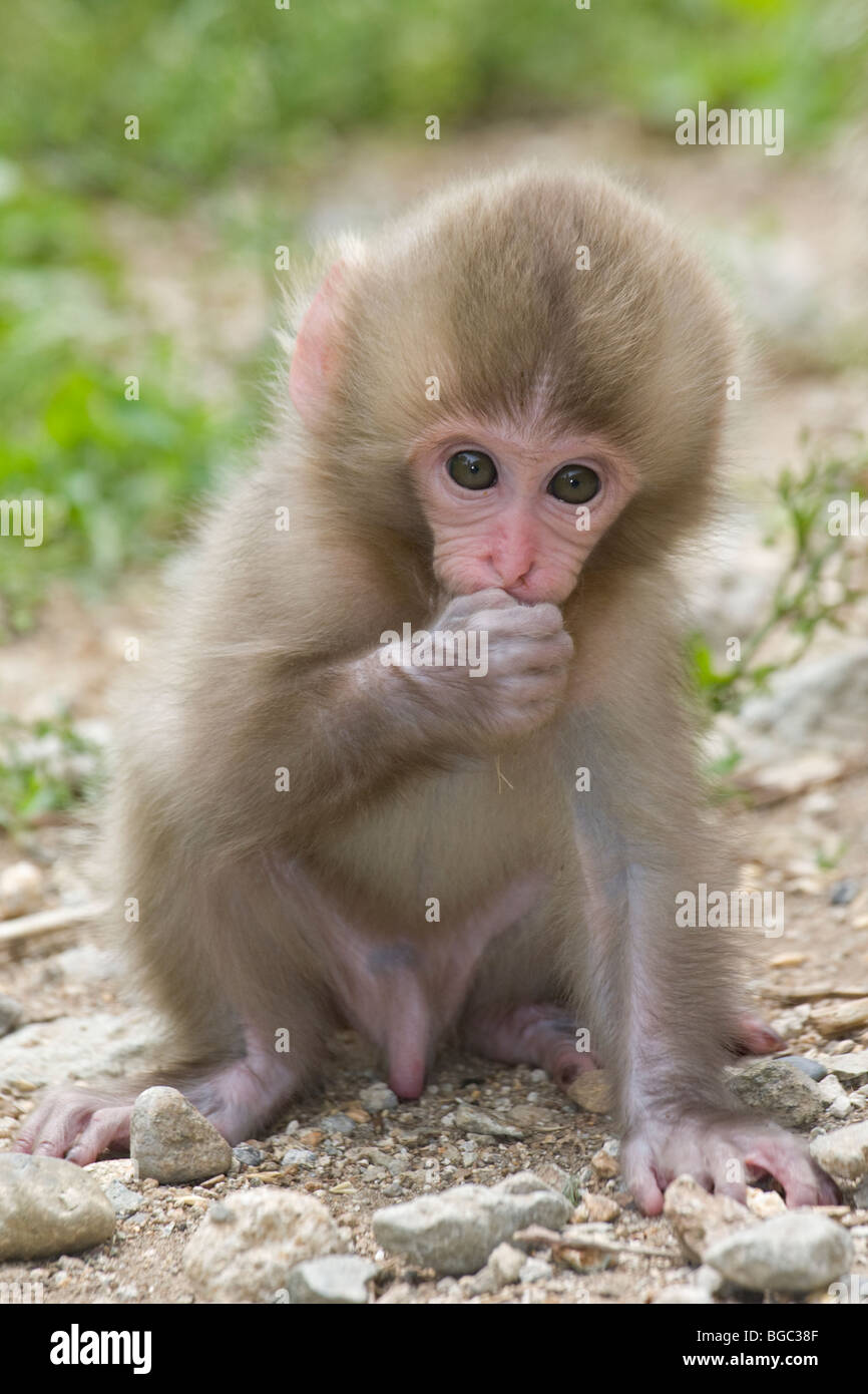 Baby japanischen Makaken (Macaca Fuscata) Stockfoto