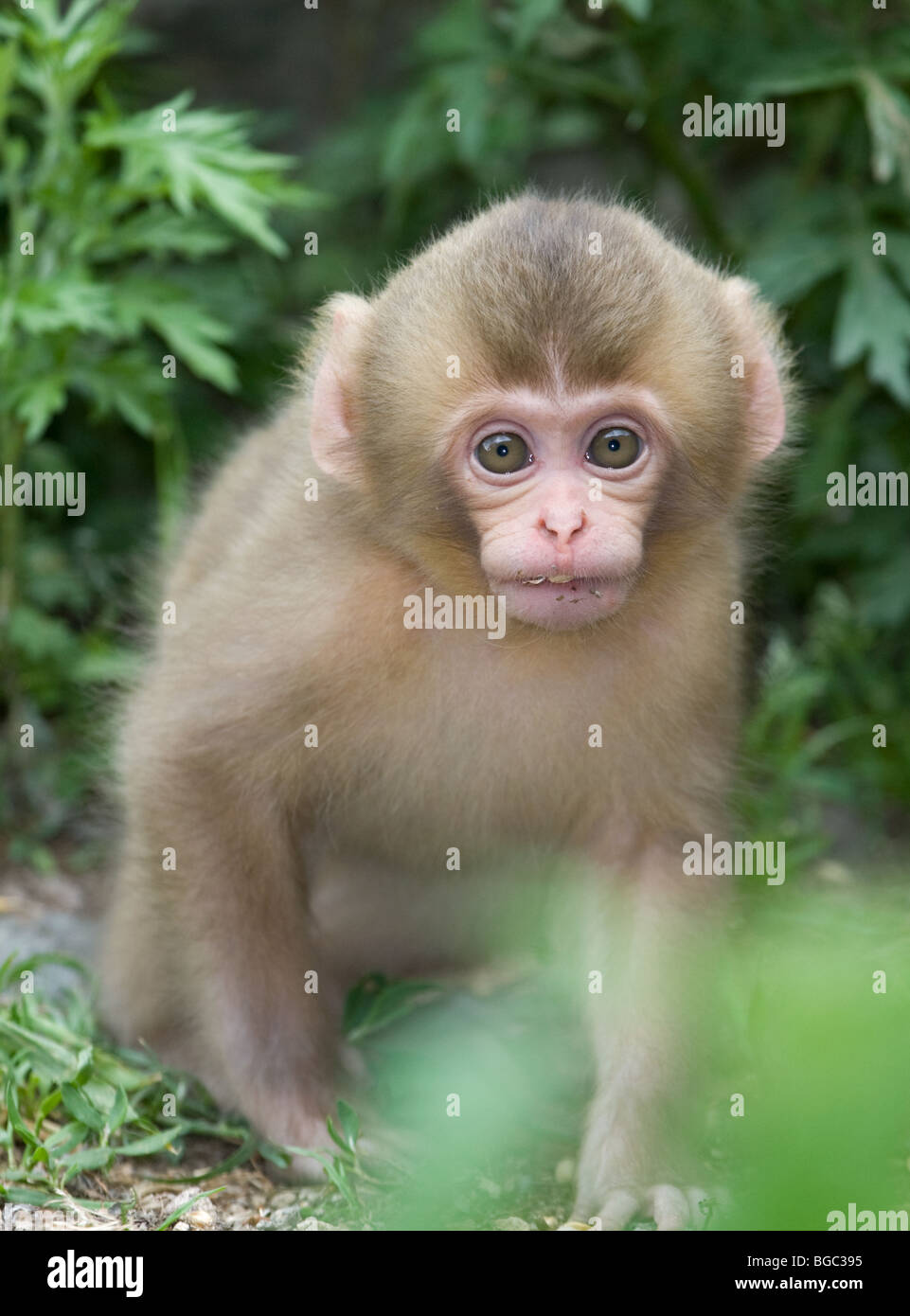 Wildes japanisches Makaken-Baby im Frühling (Macaca fuscata) Stockfoto
