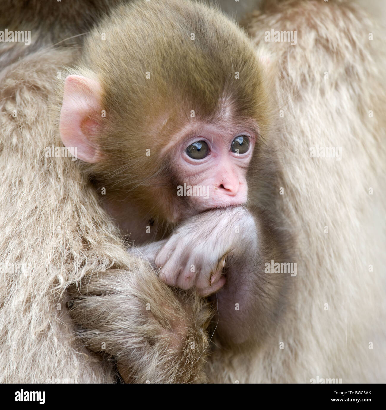 Baby der japanischen Makaken (Macaca Fuscata) in den Armen Mutter ...