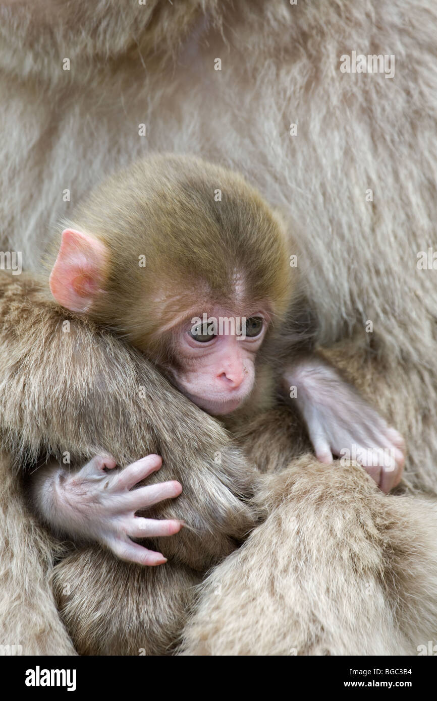 Japanischen Makaken (Macaca Fuscata) Baby festhalten an Mutters hand Stockfoto