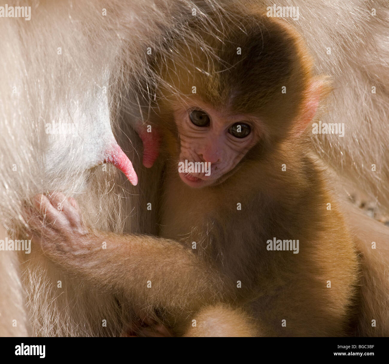 Japanischen Makaken Baby klammerte sich an Mutter (Macaca Fuscata) Stockfoto