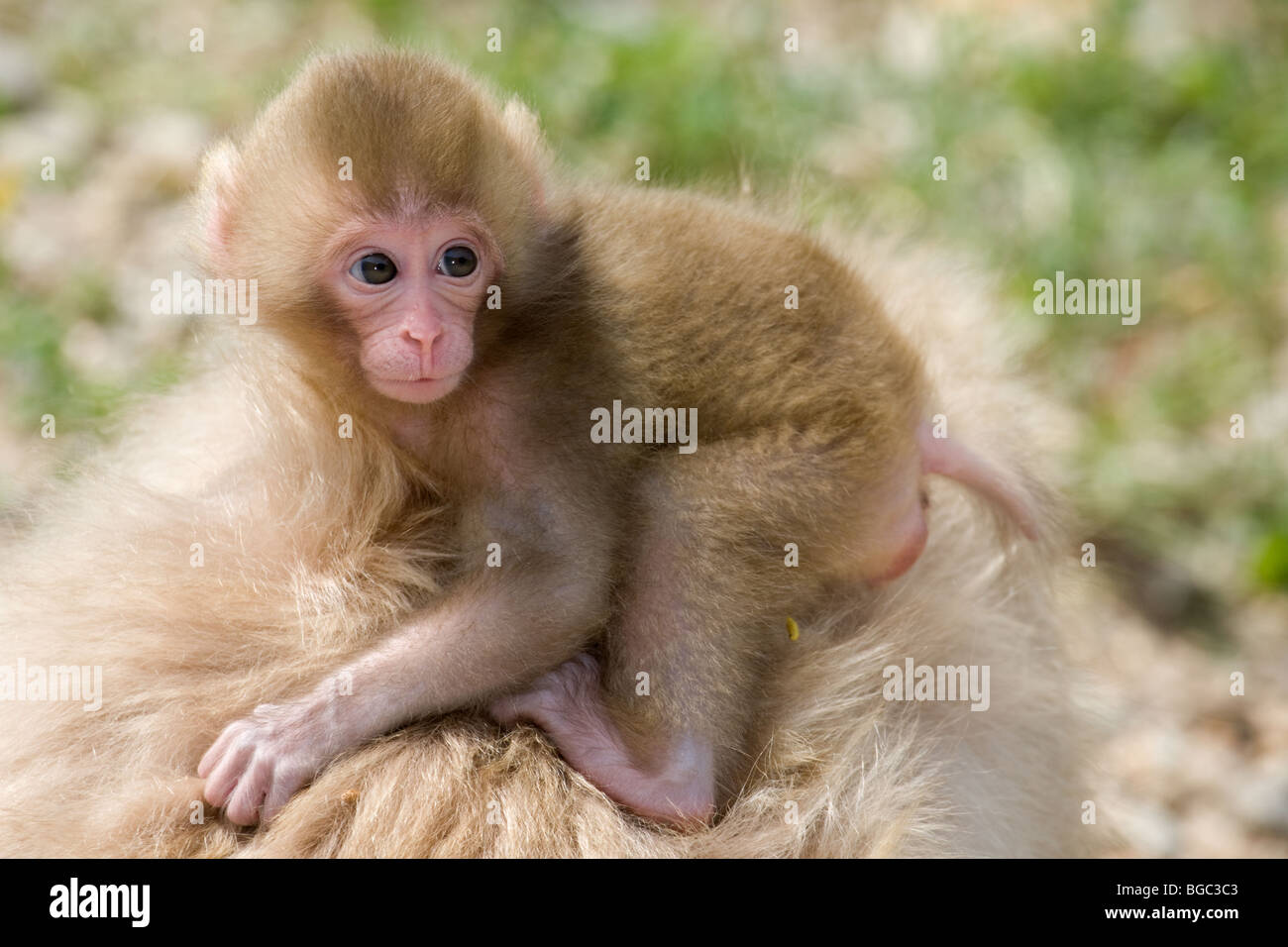 Japanischen Makaken Baby festhalten an Mutters Fell (Macaca Fuscata) Stockfoto