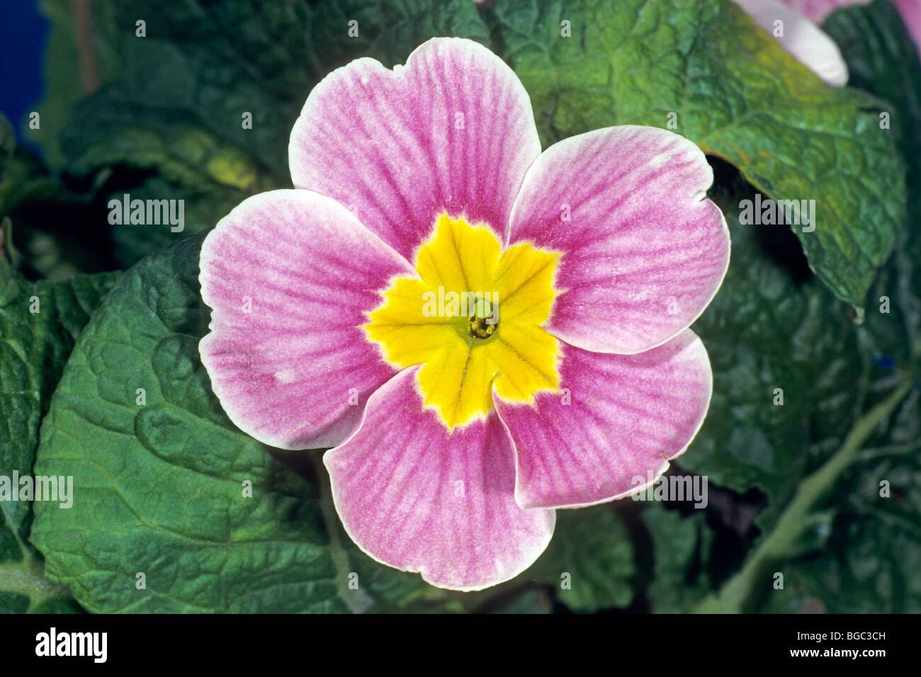 Garten Primel (Primula Acaulis-Hybrid, Primula Vulgaris-Hybrid), rosa Blume. Stockfoto