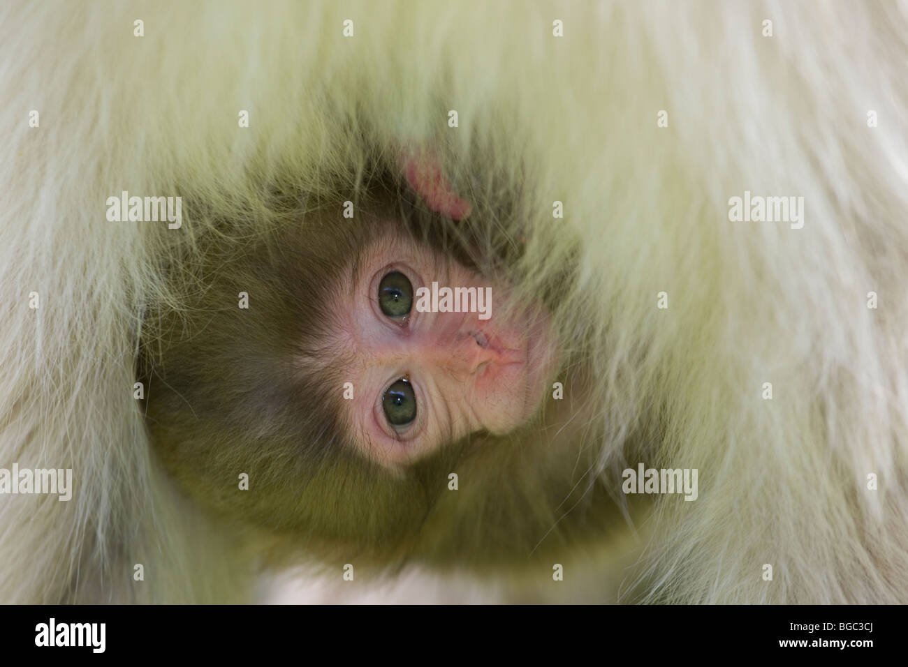 Japanische Macaque neugeborene Peering out aus Mutters Fell (Macaca fuscata) Stockfoto