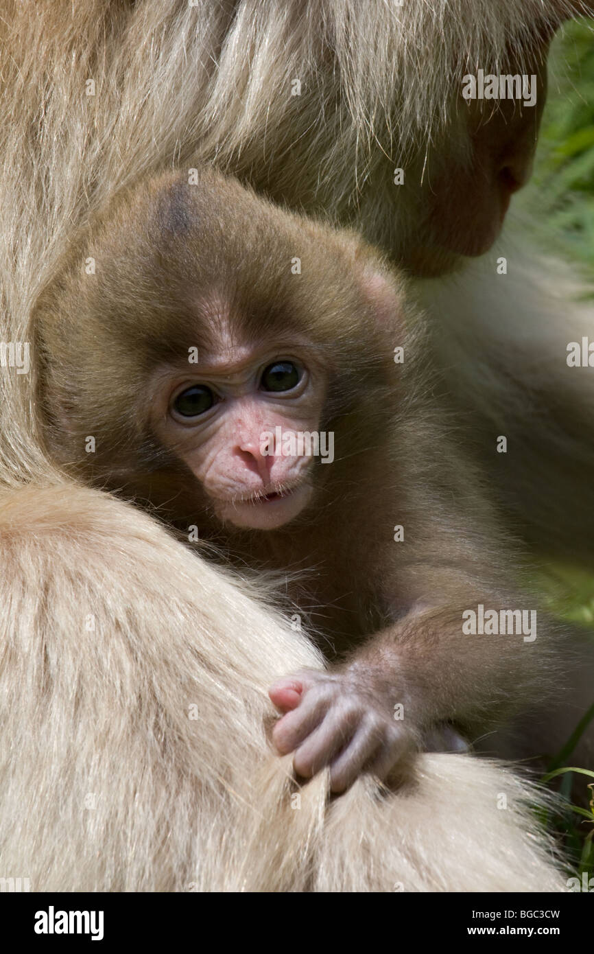 Baby japanischen Makaken (Macaca Fuscata) Stockfoto