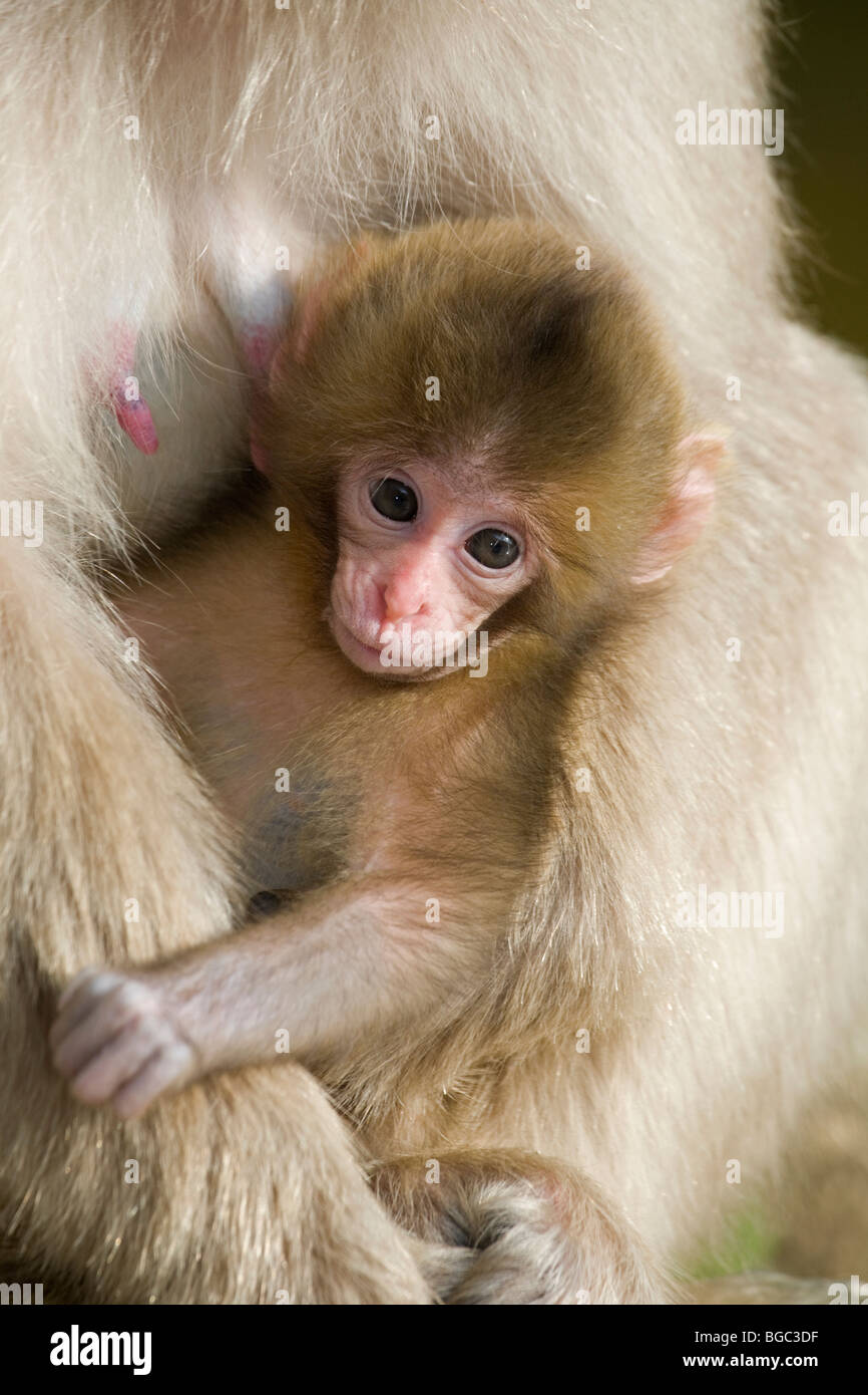 Japanischen Makaken (Macaca Fuscata) Baby in Mutters Armen gehalten Stockfoto