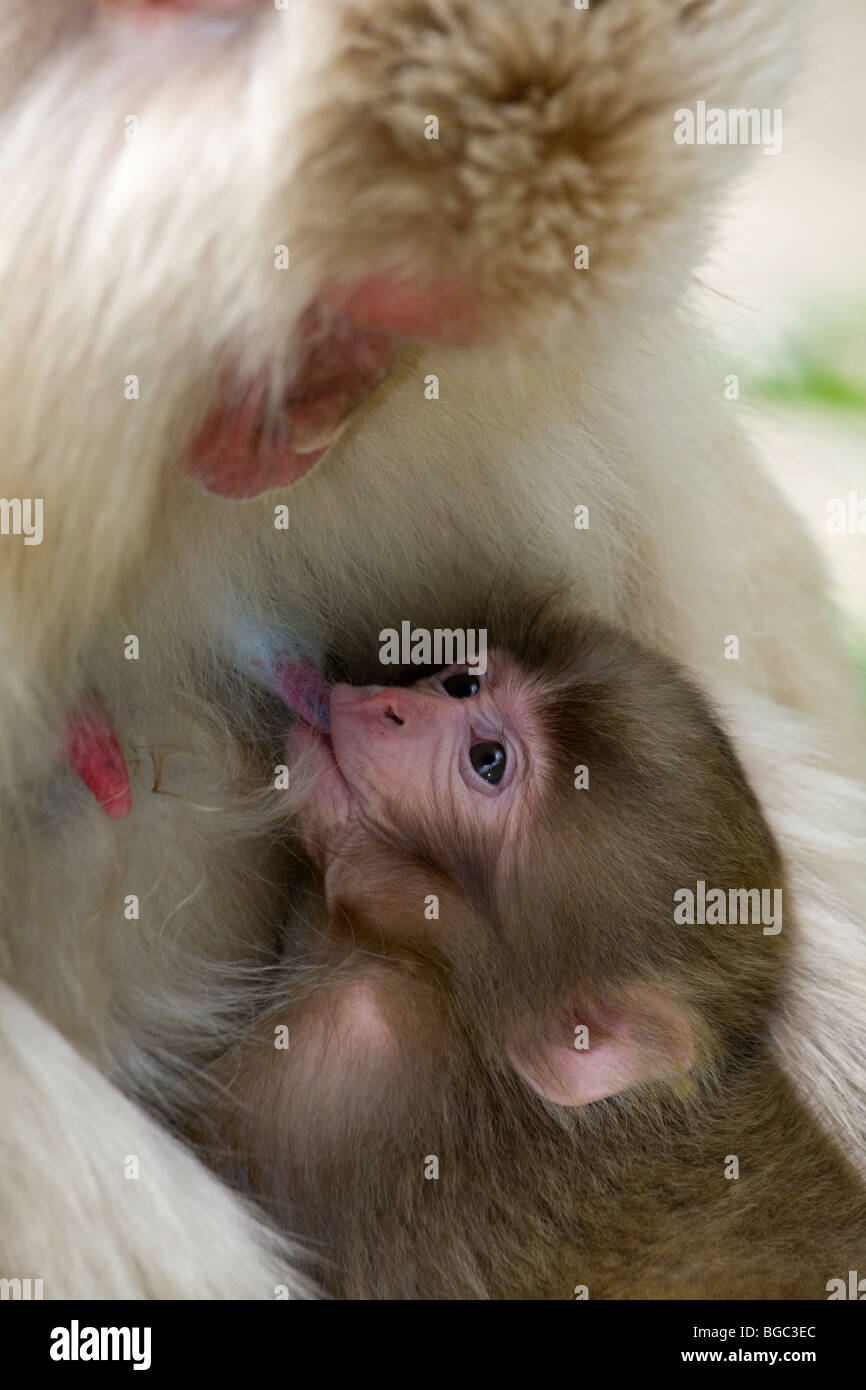 Wilde japanische Macaque (Macaca fuscata) Mutter, die ihr kleines Äffchen in ihren Armen stillt, Jigokudani Monkey Park auf Honshu Island, Japan Stockfoto