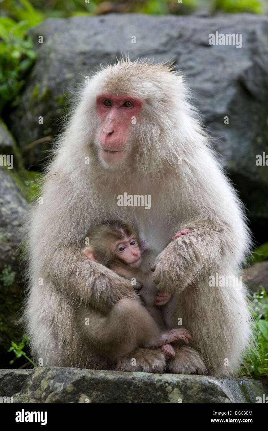 Wilde japanische Makaken (Macaca fuscata) Mutter des Säuglings im Wald, Japan Stockfoto