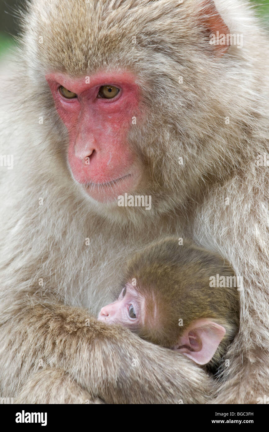 Japanische Macaque (Macaca fuscata) Mutter hält Baby in Armen Stockfoto