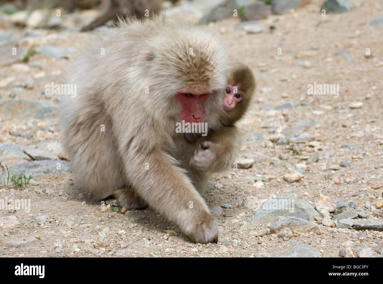 Japanische Macaque-Mutter (Macaca fuscata), die ein Neugeborenes im Arm trägt, während sie auf dem Boden forscht, Japan Stockfoto