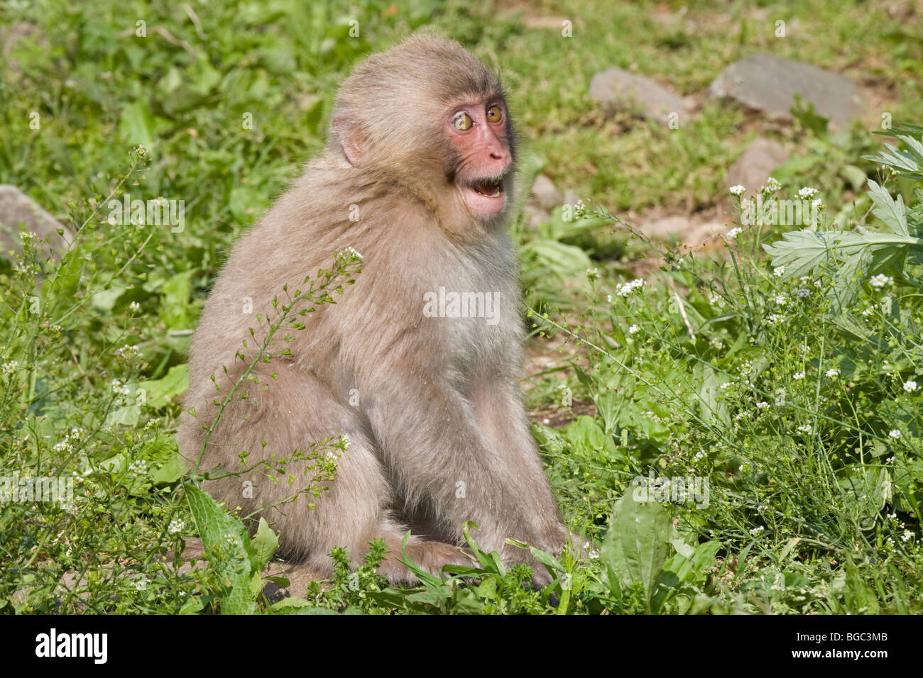 Junge japanische Makaken (Macaca Fuscata) droht ein anderer Affe Stockfoto