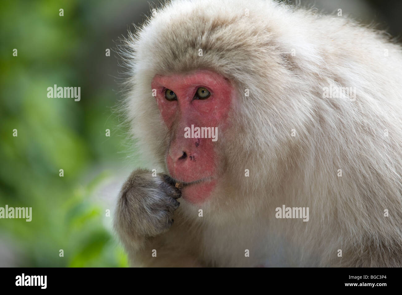 Japanische Makaken (Macaca fuscata) essen ein Saatgut, Japan Stockfoto
