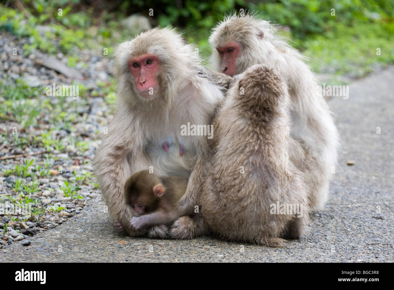 Wilde japanische Makaken, junge Makaken, die eine Mutter mit Baby auf einer Wanderung im Jigokudani Monkey Park, Honshu Island, Japan, pflegen. (Macaca fuscata) Stockfoto