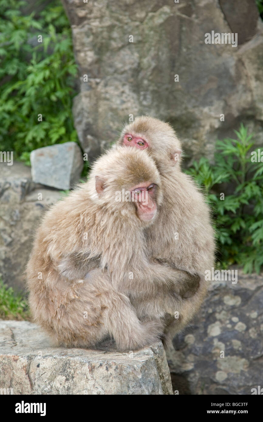 Japanische Makaken (Macaca fuscata), zwei Affen, die sich umarmen, Präfektur Nagano, Honshu Island, Japan Stockfoto