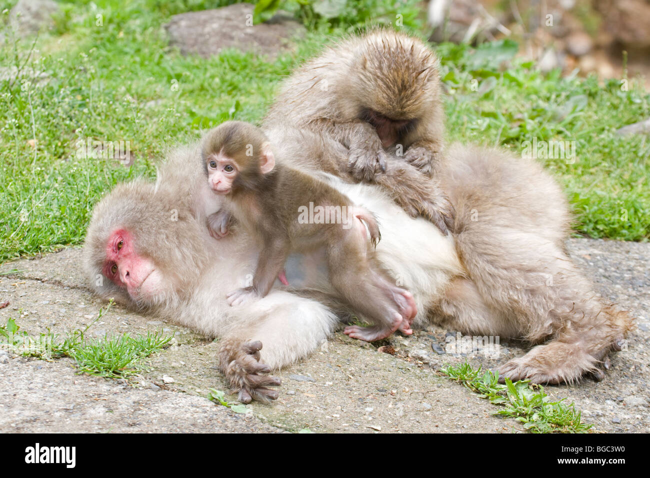Wilde japanische Makaken-Familie (Macaca fuscata): Junge Affen, die Mutter mit Baby im Jigokudani Monkey Park auf der Honshu Insel, Japan, pflegen Stockfoto