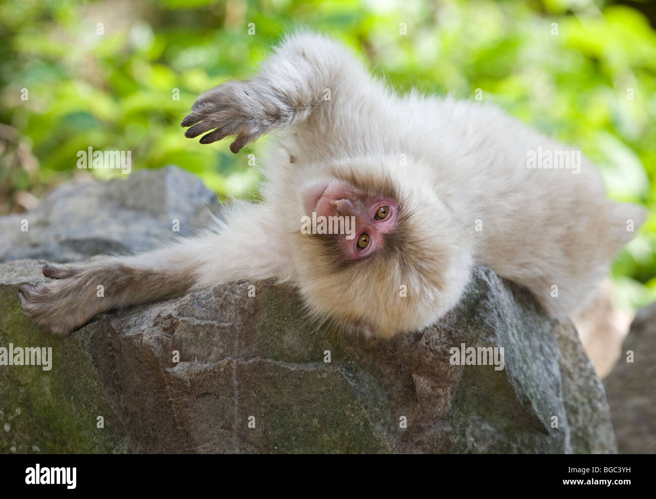 Japanischen Makaken (Macaca Fuscata) liegen auf Felsen im Wald Stockfoto