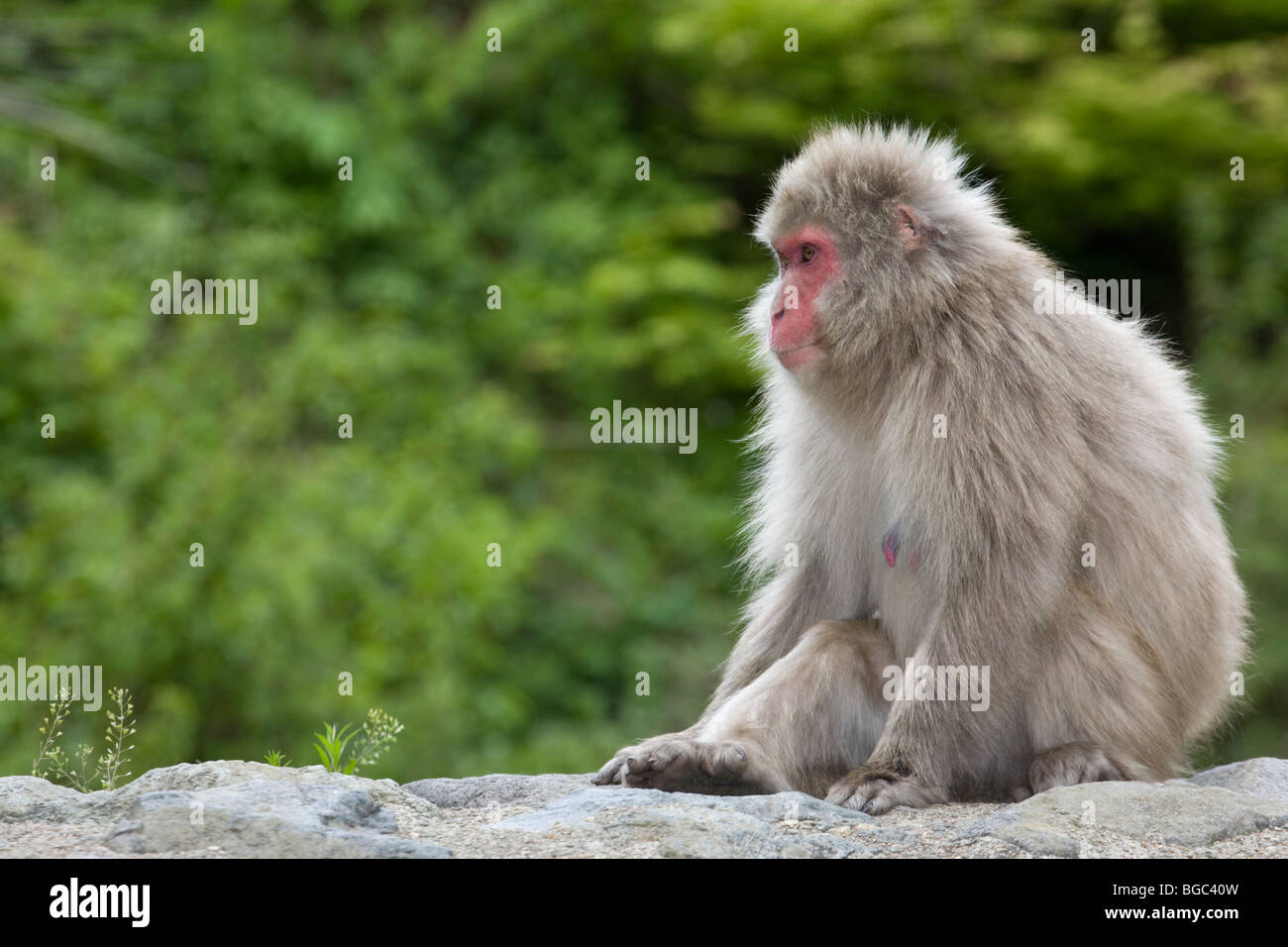 Japanischen Makaken (Macaca Fuscata) sitzen auf Felsen im Wald Stockfoto