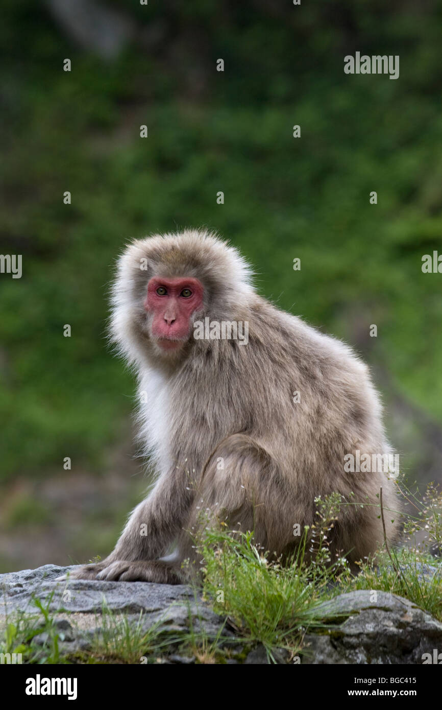 Japanischen Makaken (Macaca Fuscata) sitzen auf Felsen im Wald Stockfoto