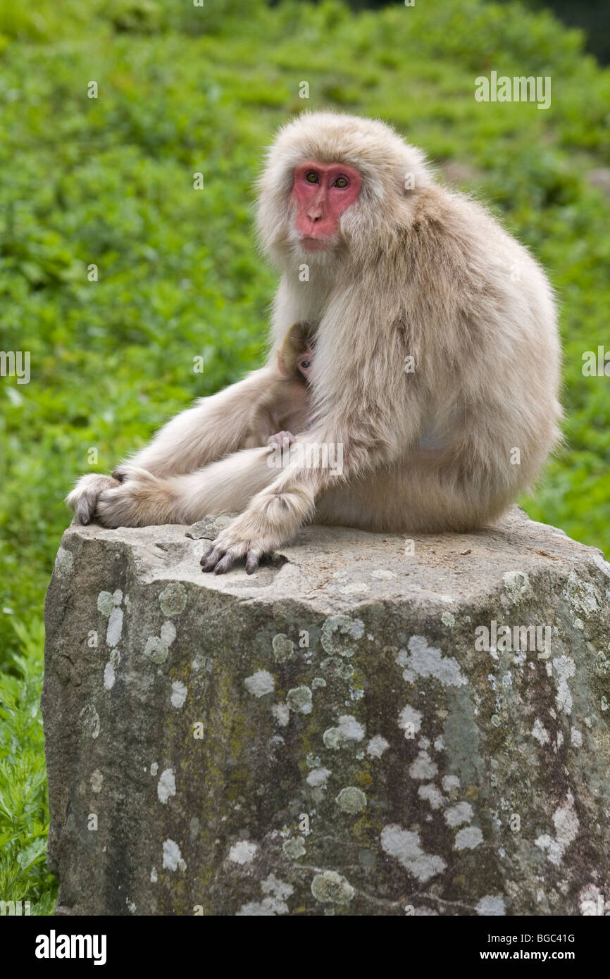 Japanischen Makaken Mutter auf Felsen, neugeborenes Baby peering heraus (Macaca Fuscata) Stockfoto