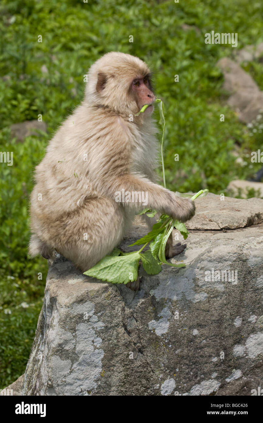 Japanischer Makak (Macaca fuscata) spielt mit Blättern, während er auf dem Felsen sitzt Stockfoto