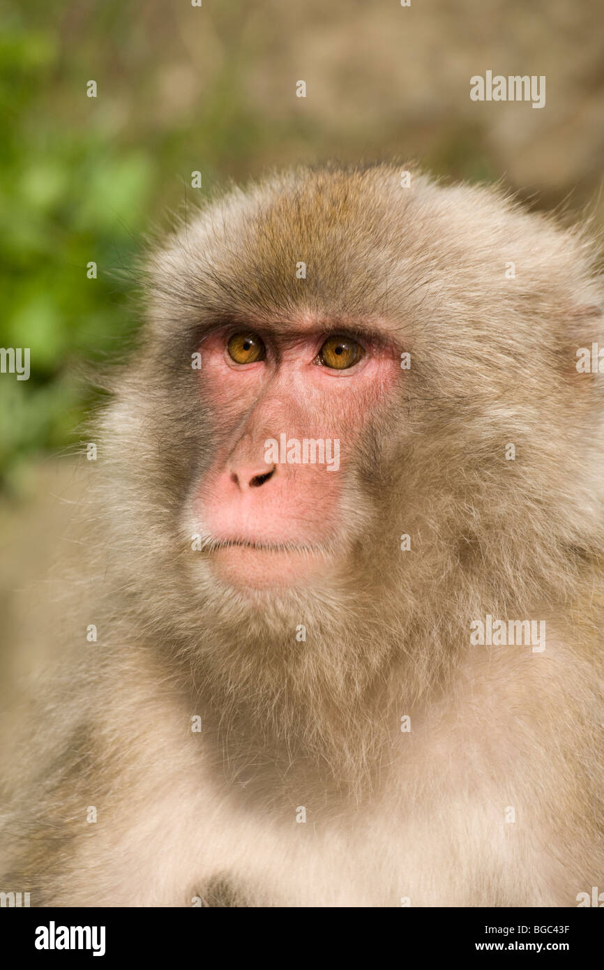 Japanischen Makaken (Macaca Fuscata) Stockfoto