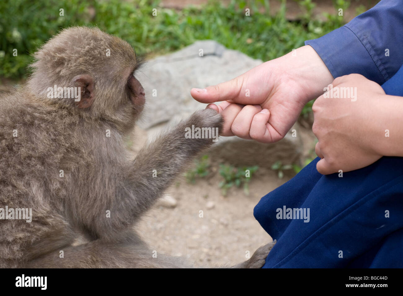 Japanischen Makaken (Macaca Fuscata) Annäherung an um die Parkwächter Hand zu berühren. Stockfoto
