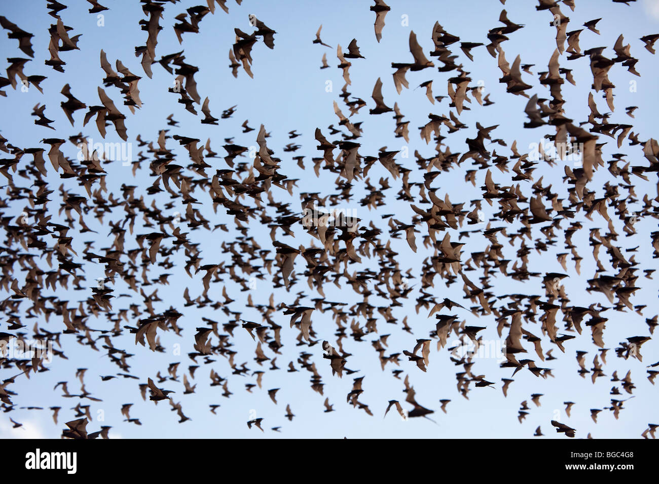 Mexikanische Freetail Fledermäuse vor Brasiliensis im Flug aus Bracken Cave Texas USA Stockfoto