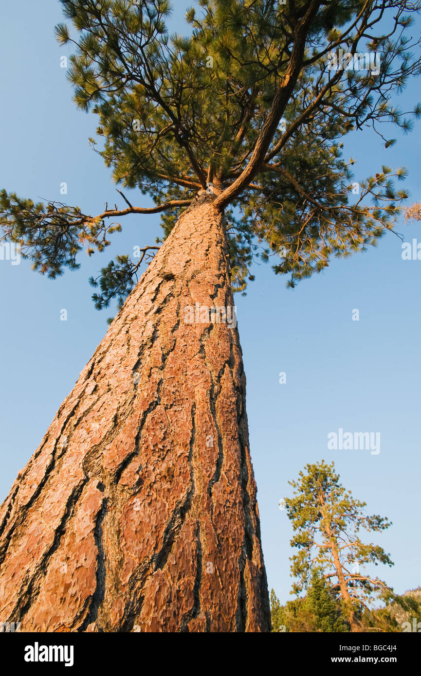 Gelb-Kiefer (Pinus Ponderosa) Sand Harbor State Park, Lake Tahoe, Nevada Stockfoto