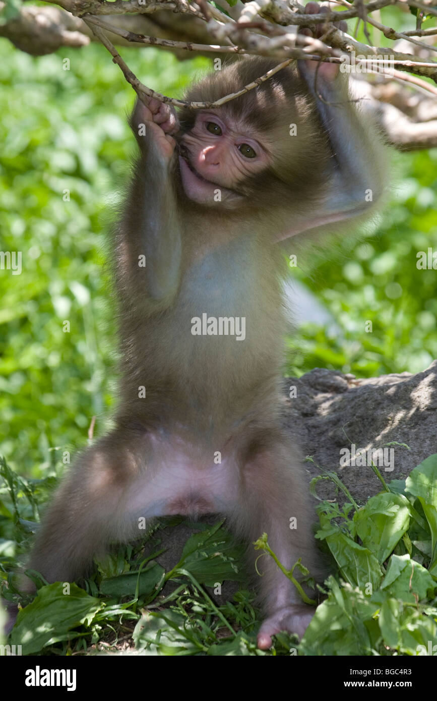 Japanischen Makaken (Macaca Fuscata) Baby spielt mit einem Ast. Stockfoto