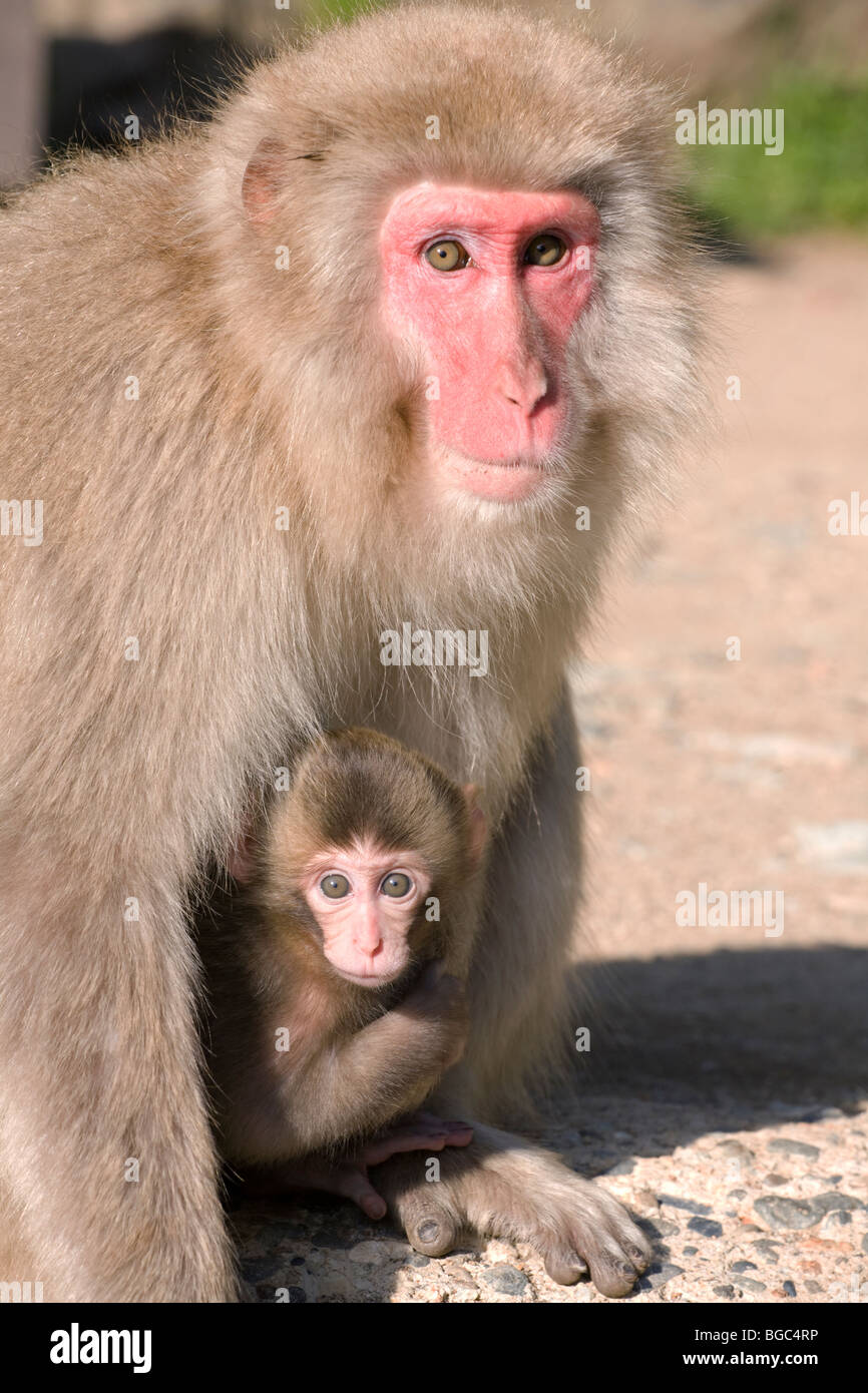 Japanischen Makaken Mutter neugeborenes Baby tragen Stockfoto