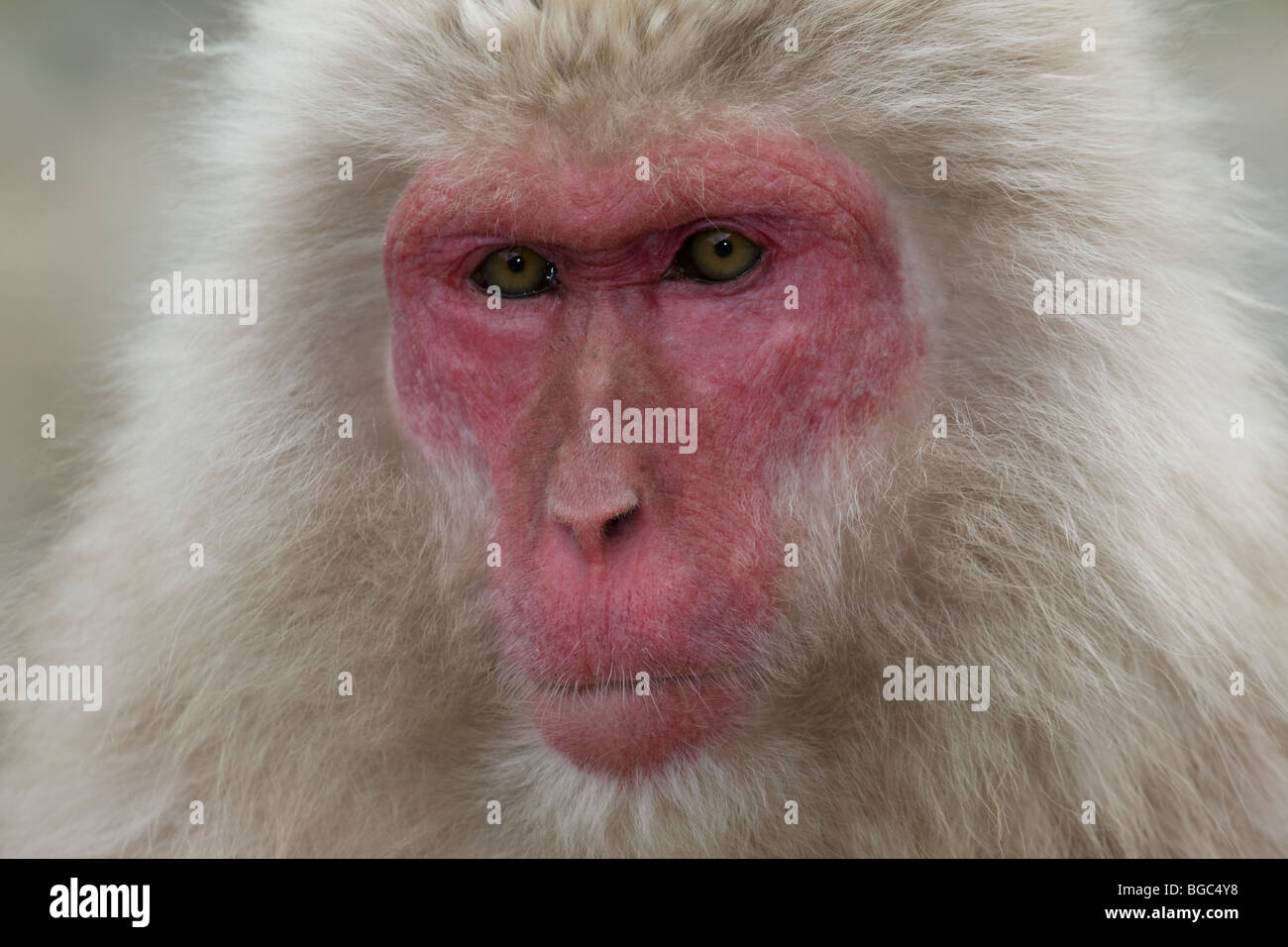 Japanischen Makaken (Macaca Fuscata) Stockfoto