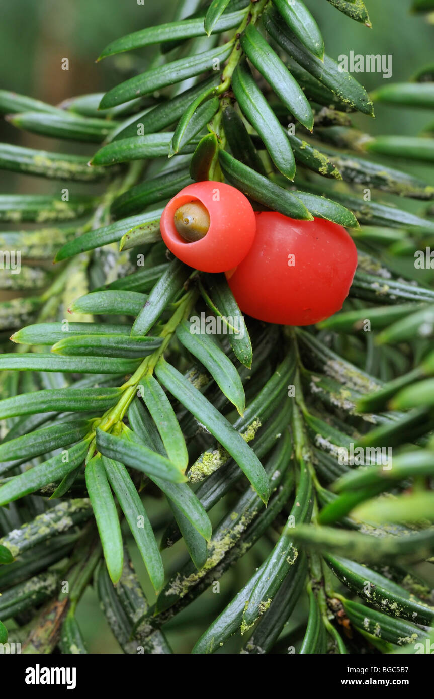 Eibe Busch, Taxus Baccata, im Winter mit Schnee Stockfotografie - Alamy